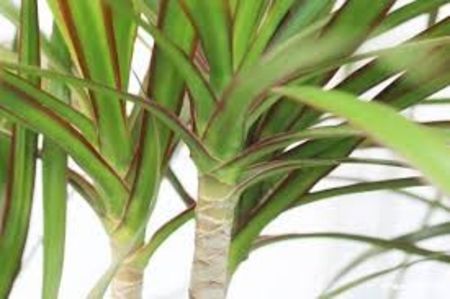 Dracaena Marginata - TIPURI DE PLANTE CARE PURIFICA AERUL DIN CASA