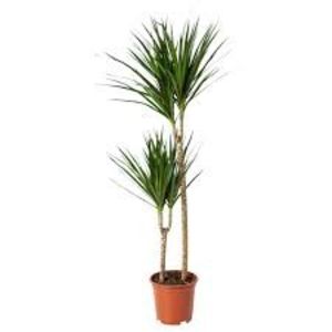 Dracaena Marginata - TIPURI DE PLANTE CARE PURIFICA AERUL DIN CASA