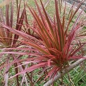 Dracaena Marginata - TIPURI DE PLANTE CARE PURIFICA AERUL DIN CASA