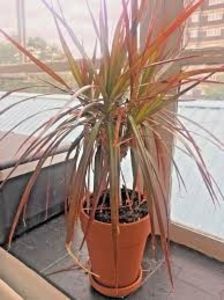 Dracaena Marginata - TIPURI DE PLANTE CARE PURIFICA AERUL DIN CASA