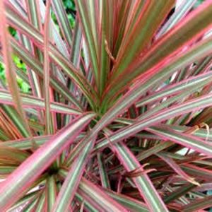 Dracaena Marginata - TIPURI DE PLANTE CARE PURIFICA AERUL DIN CASA