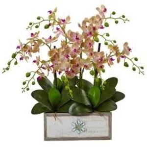 Phalaenopsis - TIPURI DE PLANTE CARE PURIFICA AERUL DIN CASA