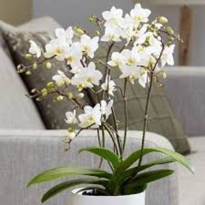 Phalaenopsis - TIPURI DE PLANTE CARE PURIFICA AERUL DIN CASA