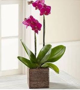 Phalaenopsis - TIPURI DE PLANTE CARE PURIFICA AERUL DIN CASA