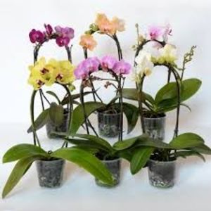 Phalaenopsis - TIPURI DE PLANTE CARE PURIFICA AERUL DIN CASA