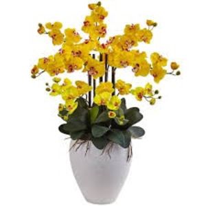 Phalaenopsis - TIPURI DE PLANTE CARE PURIFICA AERUL DIN CASA