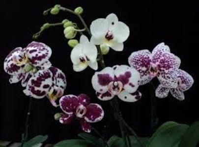 Phalaenopsis - TIPURI DE PLANTE CARE PURIFICA AERUL DIN CASA