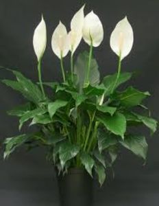 Spathiphyllum sp. - TIPURI DE PLANTE CARE PURIFICA AERUL DIN CASA