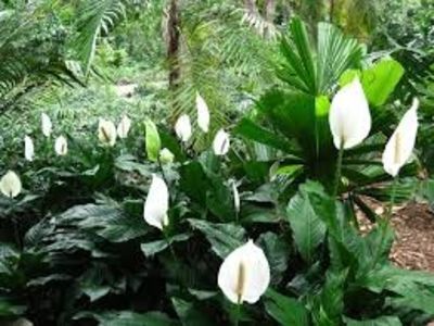 Spathiphyllum sp. - TIPURI DE PLANTE CARE PURIFICA AERUL DIN CASA