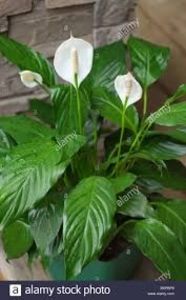 Spathiphyllum sp. - TIPURI DE PLANTE CARE PURIFICA AERUL DIN CASA