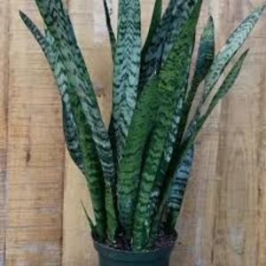 Sansevieria trifasciata - TIPURI DE PLANTE CARE PURIFICA AERUL DIN CASA