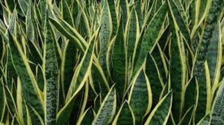 Sansevieria trifasciata - TIPURI DE PLANTE CARE PURIFICA AERUL DIN CASA