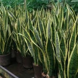 Sansevieria trifasciata - TIPURI DE PLANTE CARE PURIFICA AERUL DIN CASA