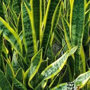 Sansevieria trifasciata - TIPURI DE PLANTE CARE PURIFICA AERUL DIN CASA