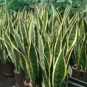 Sansevieria trifasciata - TIPURI DE PLANTE CARE PURIFICA AERUL DIN CASA