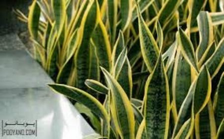 Sansevieria trifasciata - TIPURI DE PLANTE CARE PURIFICA AERUL DIN CASA