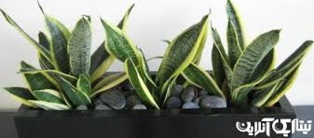 Sansevieria trifasciata - TIPURI DE PLANTE CARE PURIFICA AERUL DIN CASA
