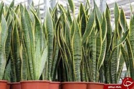 Sansevieria trifasciata - TIPURI DE PLANTE CARE PURIFICA AERUL DIN CASA