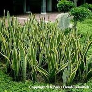 Sansevieria trifasciata - TIPURI DE PLANTE CARE PURIFICA AERUL DIN CASA