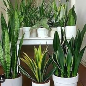 Sansevieria trifasciata - TIPURI DE PLANTE CARE PURIFICA AERUL DIN CASA