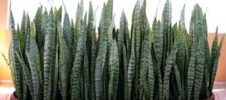 Sansevieria trifasciata - TIPURI DE PLANTE CARE PURIFICA AERUL DIN CASA