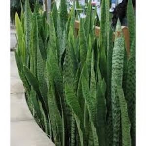 Sansevieria trifasciata - TIPURI DE PLANTE CARE PURIFICA AERUL DIN CASA