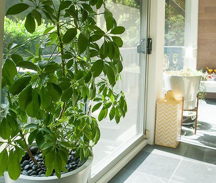 Brassaia actinophylla - TIPURI DE PLANTE CARE PURIFICA AERUL DIN CASA