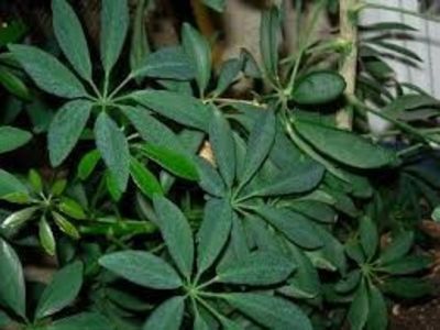 Brassaia actinophylla - TIPURI DE PLANTE CARE PURIFICA AERUL DIN CASA