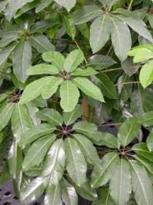 Brassaia actinophylla - TIPURI DE PLANTE CARE PURIFICA AERUL DIN CASA