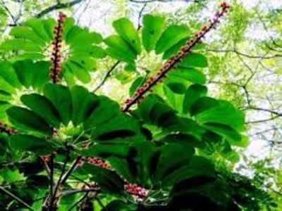 Brassaia actinophylla - TIPURI DE PLANTE CARE PURIFICA AERUL DIN CASA