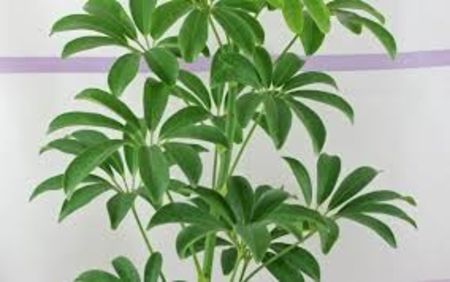 Brassaia actinophylla - TIPURI DE PLANTE CARE PURIFICA AERUL DIN CASA
