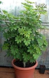 Brassaia actinophylla - TIPURI DE PLANTE CARE PURIFICA AERUL DIN CASA