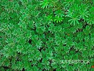 Brassaia actinophylla - TIPURI DE PLANTE CARE PURIFICA AERUL DIN CASA