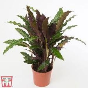 CALATHEA - TIPURI DE PLANTE CARE PURIFICA AERUL DIN CASA