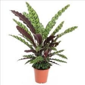 CALATHEA - TIPURI DE PLANTE CARE PURIFICA AERUL DIN CASA