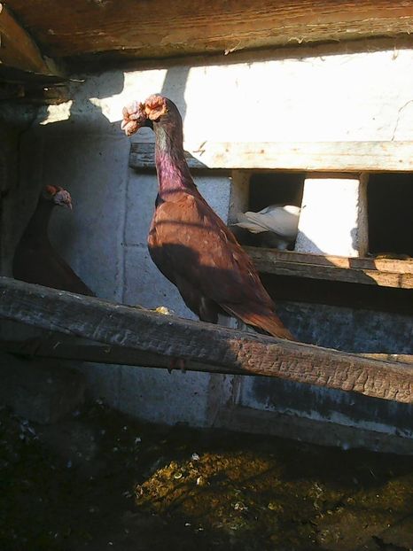 Photo1560 - Voiajori standard cuci