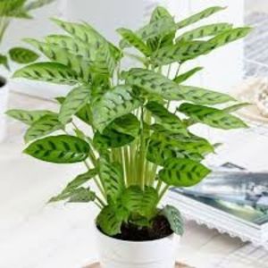 CALATHEA - TIPURI DE PLANTE CARE PURIFICA AERUL DIN CASA