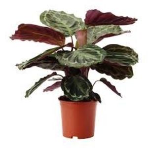 CALATHEA - TIPURI DE PLANTE CARE PURIFICA AERUL DIN CASA