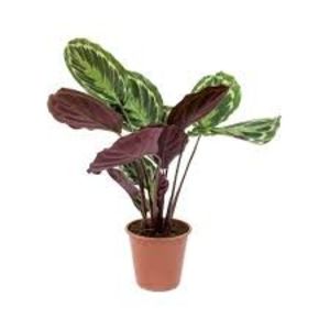 CALATHEA - TIPURI DE PLANTE CARE PURIFICA AERUL DIN CASA