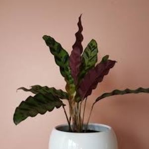 CALATHEA - TIPURI DE PLANTE CARE PURIFICA AERUL DIN CASA
