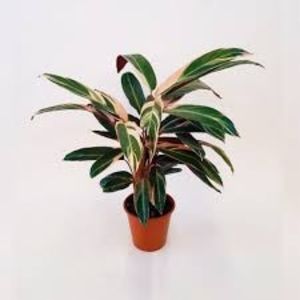 CALATHEA - TIPURI DE PLANTE CARE PURIFICA AERUL DIN CASA