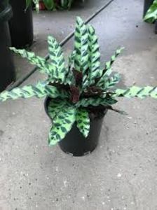 CALATHEA - TIPURI DE PLANTE CARE PURIFICA AERUL DIN CASA