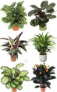 CALATHEA - TIPURI DE PLANTE CARE PURIFICA AERUL DIN CASA