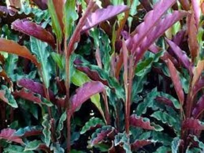 CALATHEA - TIPURI DE PLANTE CARE PURIFICA AERUL DIN CASA
