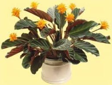 CALATHEA - TIPURI DE PLANTE CARE PURIFICA AERUL DIN CASA