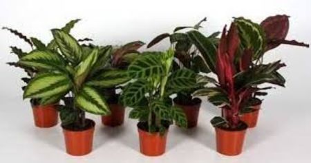 CALATHEA - TIPURI DE PLANTE CARE PURIFICA AERUL DIN CASA