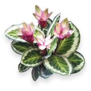 CALATHEA - TIPURI DE PLANTE CARE PURIFICA AERUL DIN CASA