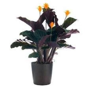 CALATHEA - TIPURI DE PLANTE CARE PURIFICA AERUL DIN CASA