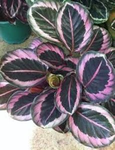 CALATHEA - TIPURI DE PLANTE CARE PURIFICA AERUL DIN CASA