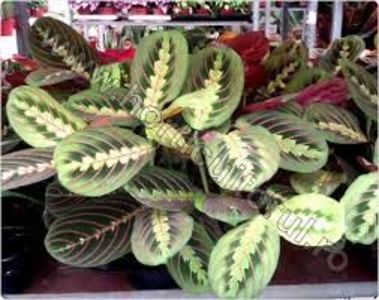 Maranta mai este cunoscută şi drept 'planta care se roagă' - TIPURI DE PLANTE CARE PURIFICA AERUL DIN CASA